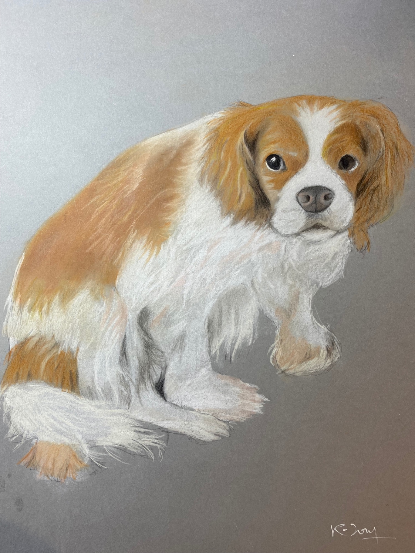 Cavalier King Charles — Crayons de couleur sur papier gris