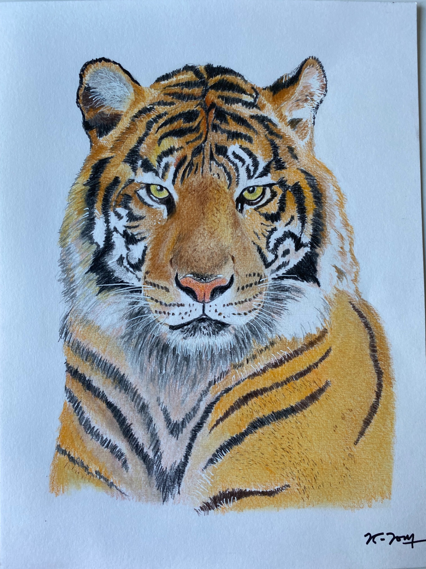Tigre — Crayons de couleur sur papier