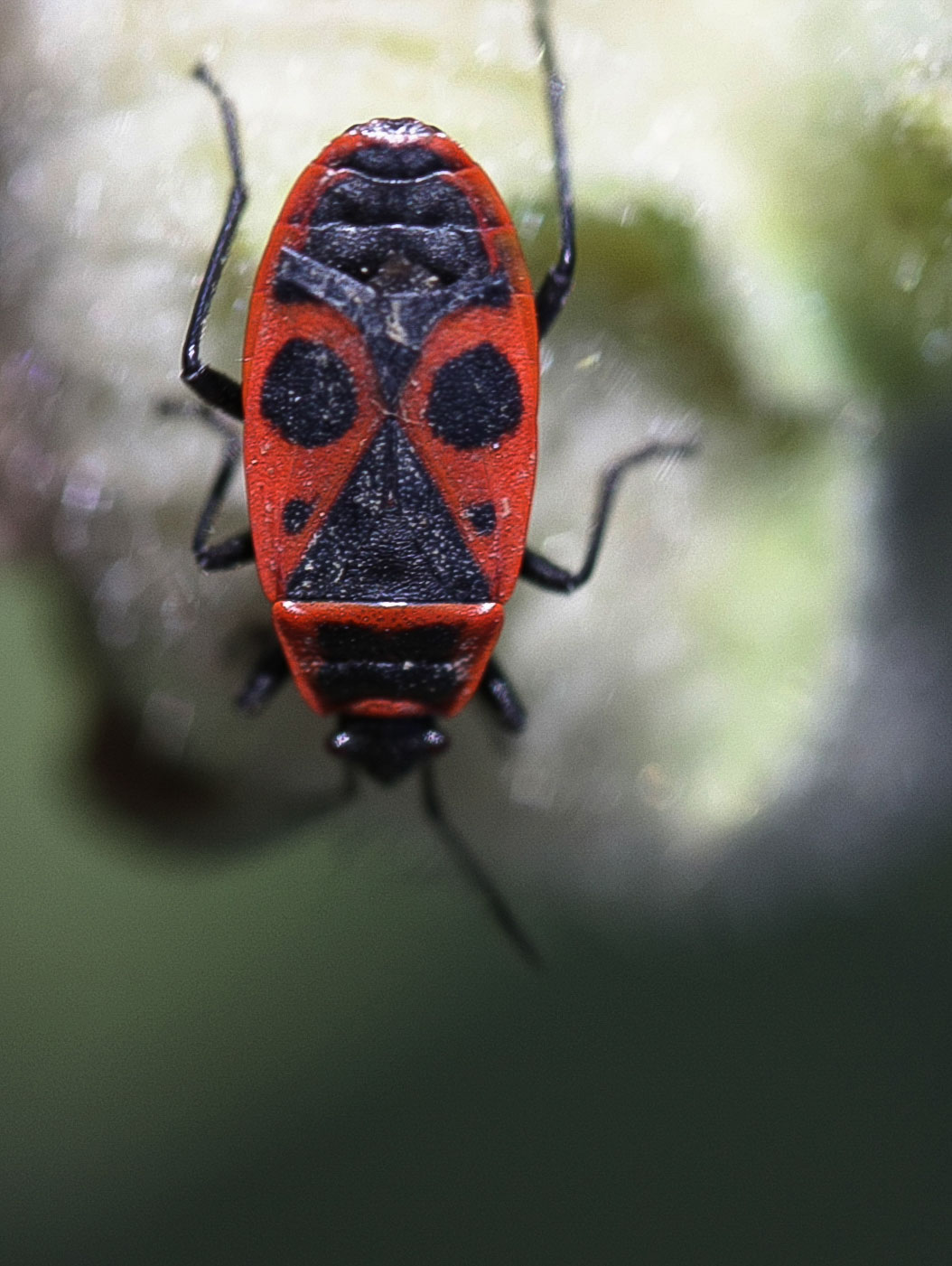 Gendarme — Macro — nature
