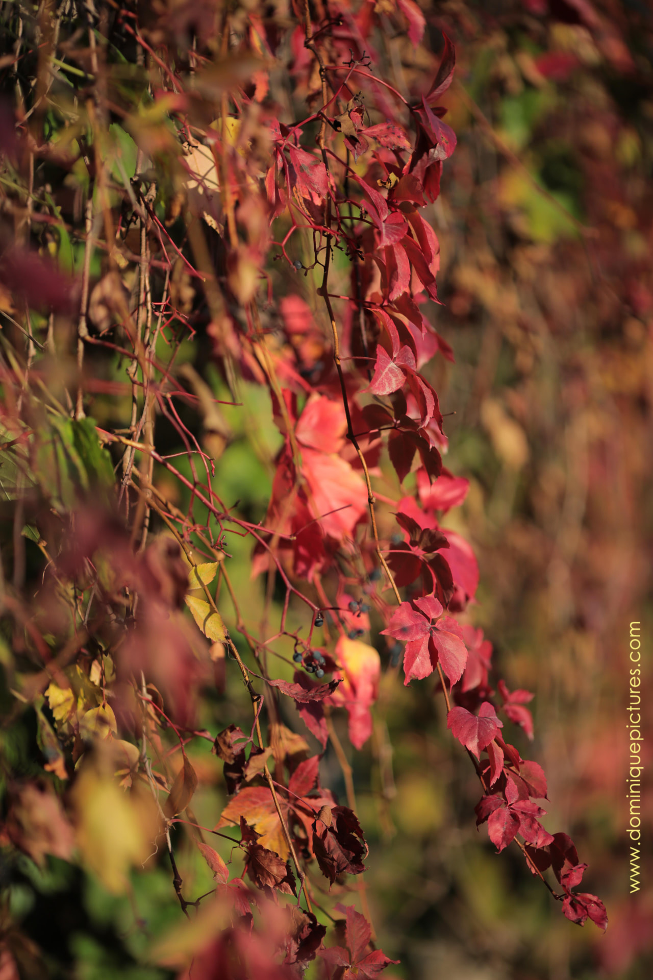 Vigne vierge — Photographie, nature — 2016